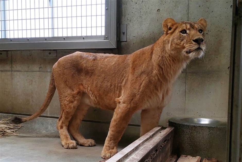 コマをかわいがって」北九州市の到津の森公園、雌ライオンが仲間入り