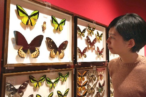 密やかな部屋－きらめく昆虫標本 多種多様な姿に神秘性 色彩豊かな