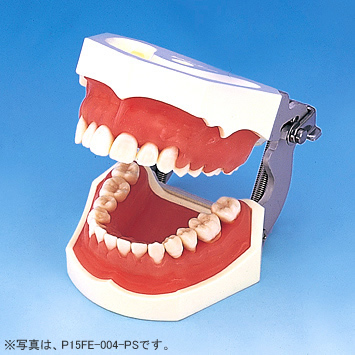 歯周外科実習用顎模型 [P15D-004-PS](D咬合器つき)｜株式会社ニッシン