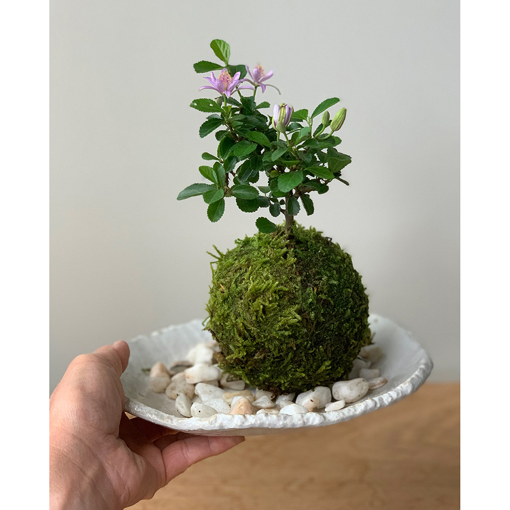 銀線水蓮花回紋緑度母天珠 スノーガーデン ムーンクオーツ 銀線水蓮花