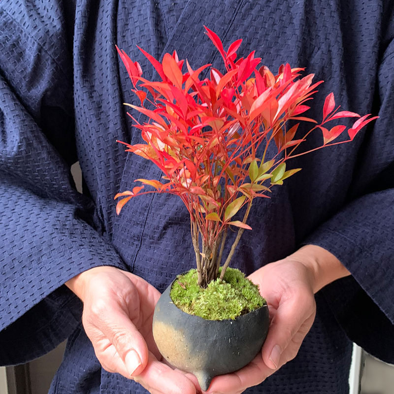 ミニ盆栽鉢 桑津香石 絵鉢 楕円形 山野草 ミニ盆栽鉢 絵鉢 桑津香石 丸