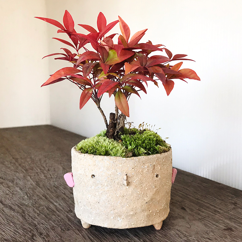 正成のミニ盆栽鉢 正成のミニ盆栽鉢 正成のミニ盆栽鉢