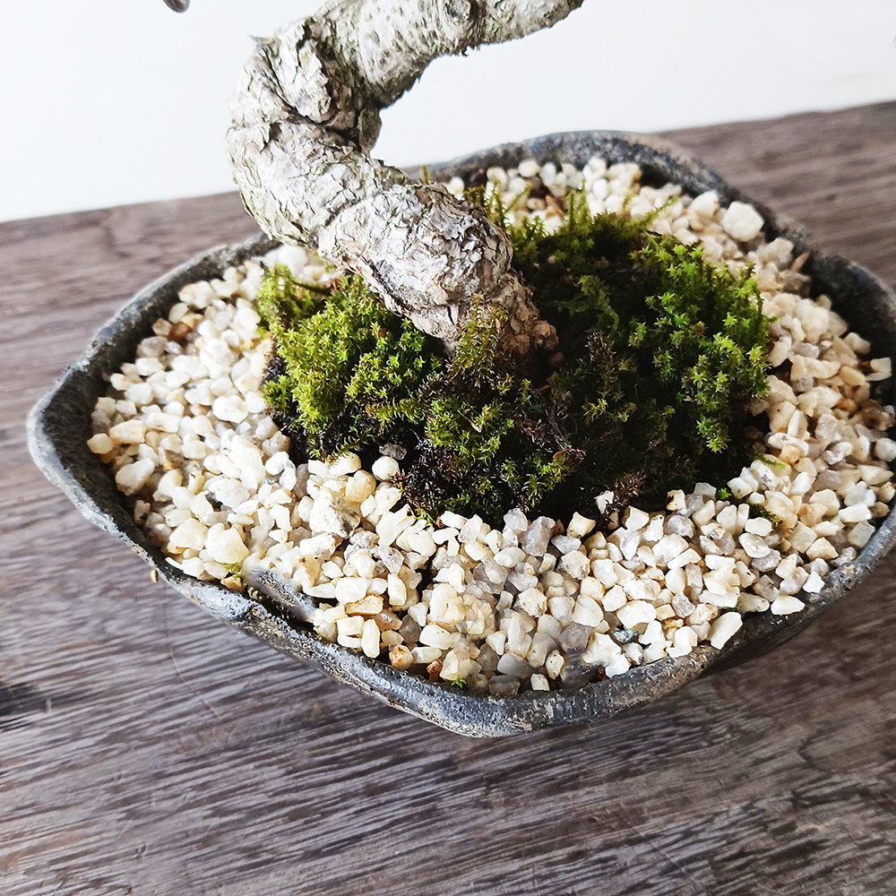 四角鉢 多肉植物鉢 紫砂鉢 盆栽鉢 植木鉢 小品盆栽鉢 大品盆栽鉢 四方