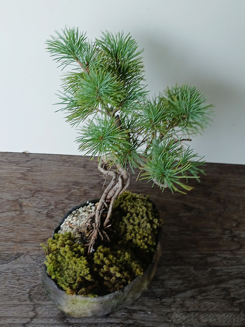 小松泉 秋静庵 小品盆栽 山野草 小松泉 秋静庵 小品盆栽