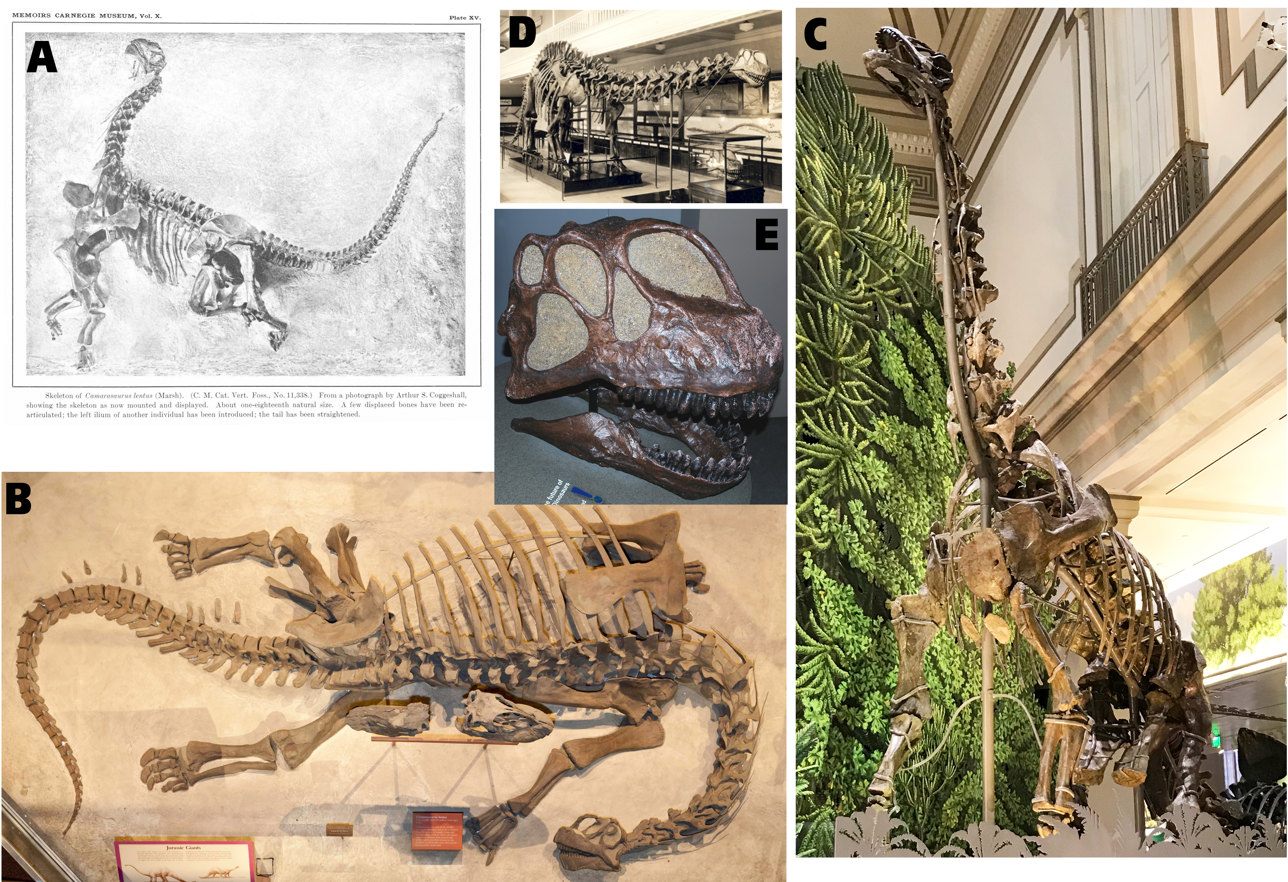 Fantastic Camarasauruses (from Dinosaur National Monument) and