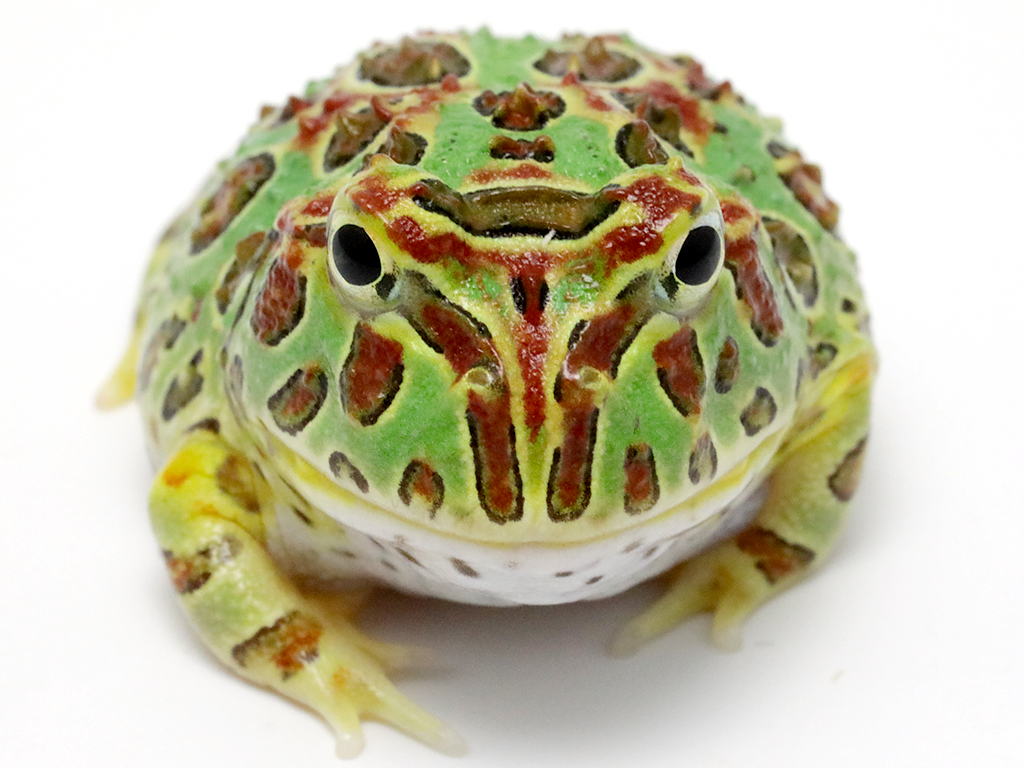 ベルツノガエル 個体別販売ページ 厳選個体 #23-7】ツノガエルの