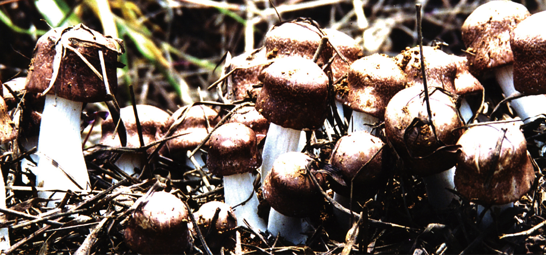 姫マツタケ（岩出101株） シエン シエン 姫マツタケ 亜臨界 (岩出101株