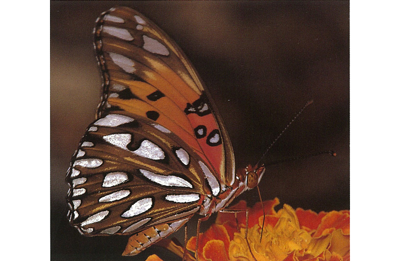 佐賀の自然デジタル大百科事典｜佐賀の蝶コラム：フロリダに蝶を追う