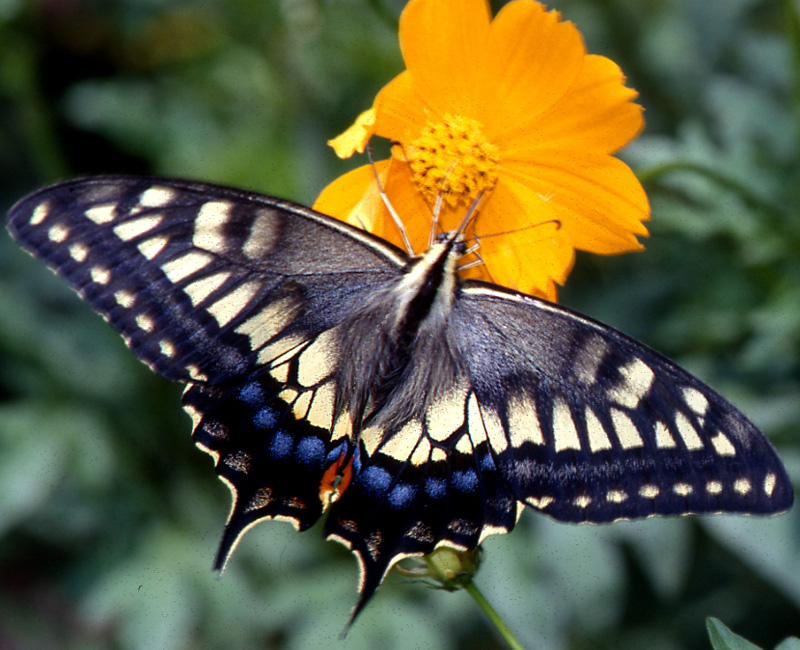 佐賀の自然デジタル大百科事典｜佐賀の蝶詳細