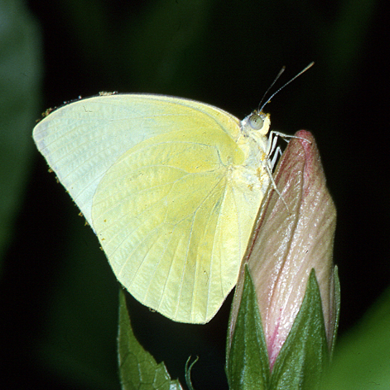 佐賀の自然デジタル大百科事典｜佐賀の蝶詳細