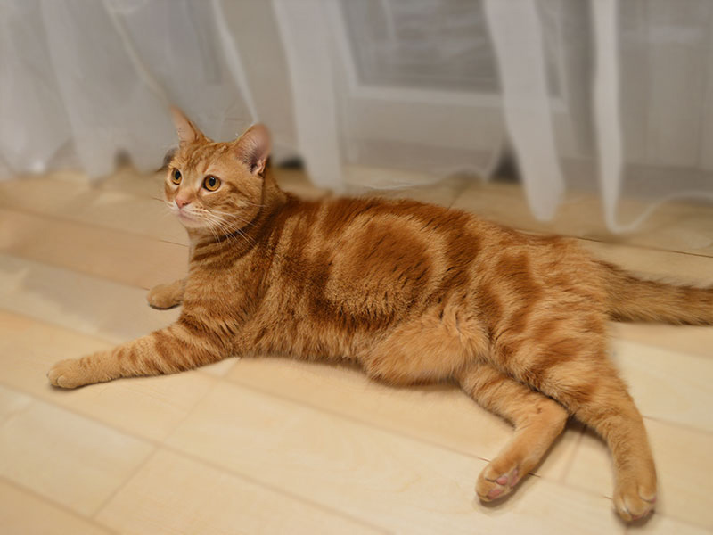 猫種図鑑】アメリカンショートヘアの性格や特徴、飼い方について知ろう