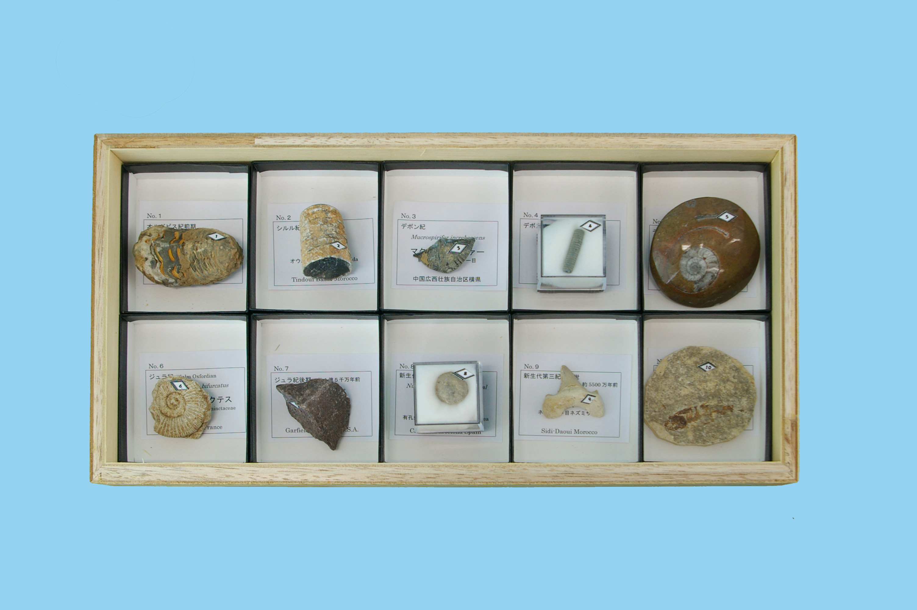 化石標本 植物 古生代 石炭紀 シダ種子類 - メルカリ 植物 化石 標本