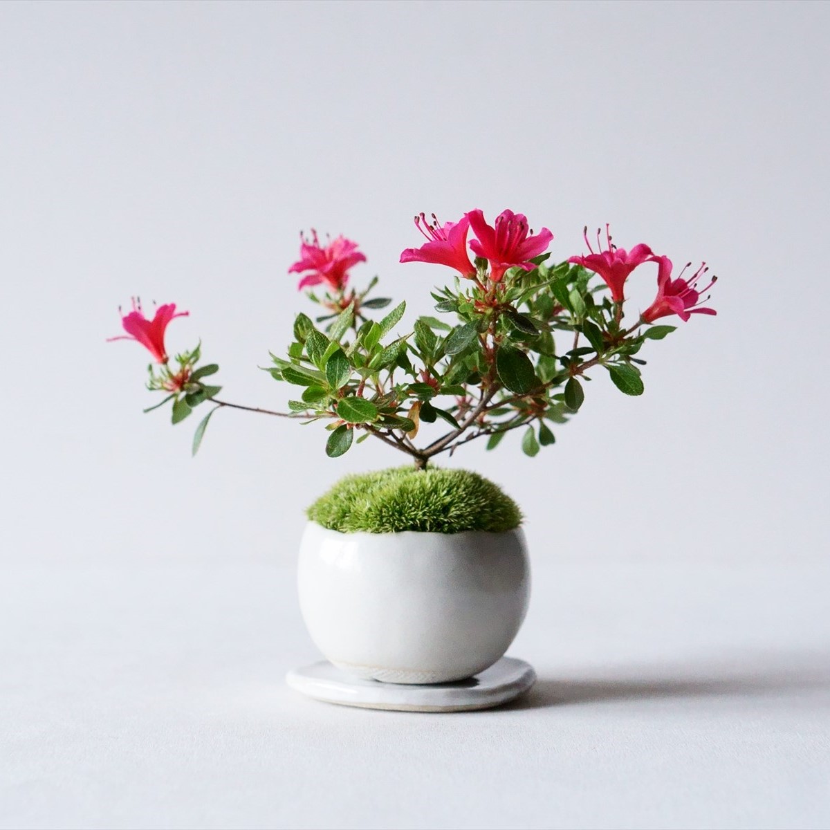 つつじの木 花台