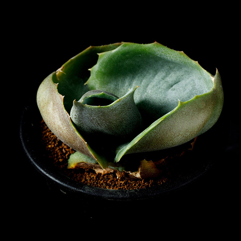 パピリオブッダ（1オス、インド・ニルギリ産） 【公式通販】