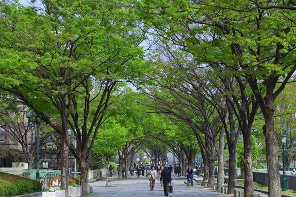 欅（ケヤキ、けやき）