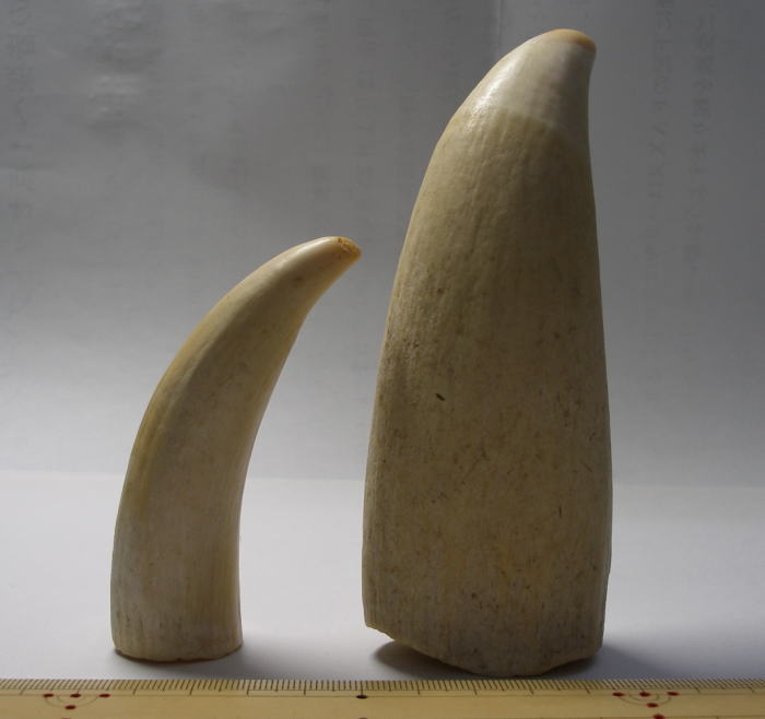 マッコウクジラ 鯨 歯 カエル彫刻 総重量約154g 抹香鯨 骨董 天然素材