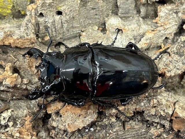 ゴライアスオオツノハナムグリ（コンゴ産）