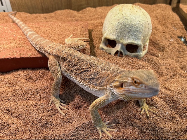 フトアゴヒゲトカゲ （タイCB） - ペットショップCOLORS