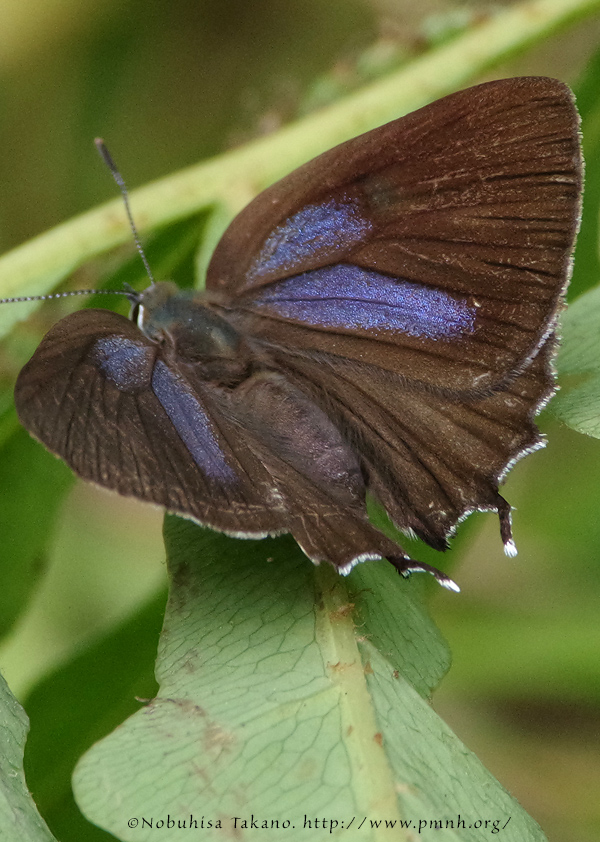 ミドリムシ 酵素ミドリムシ ｜ エポラ（公式）オンラインショップ