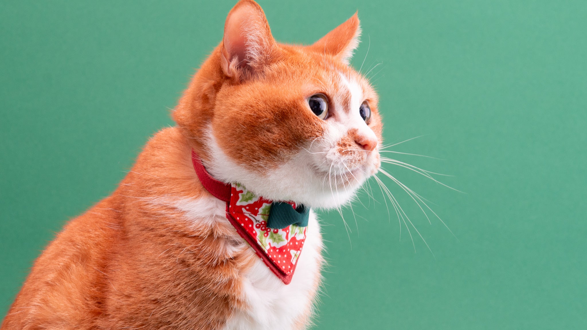 クリスマスシリーズ(赤無地)わんちゃん猫ちゃん用首輪 クリスマス(赤③