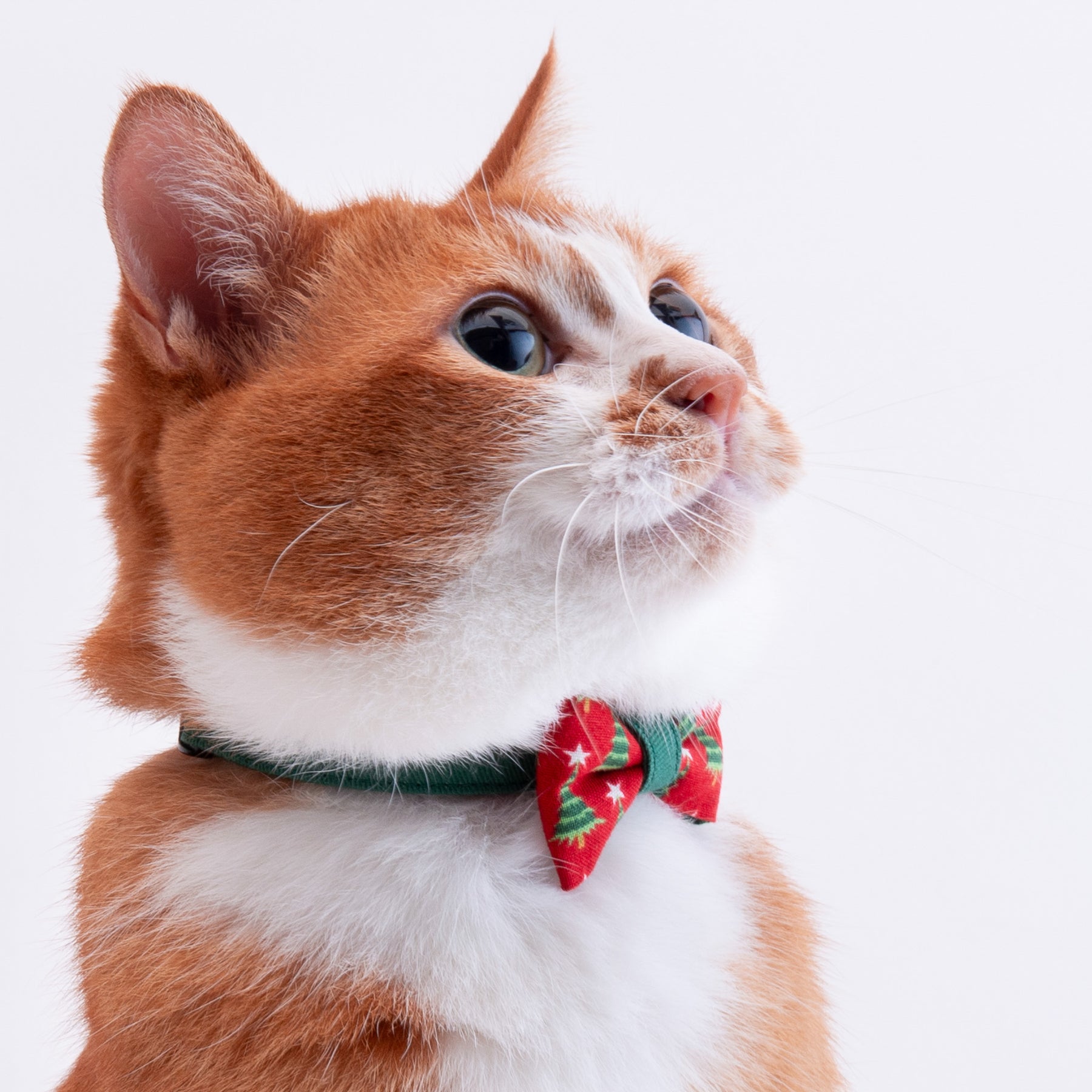 DSC_2557_1800x1800.jpg?v=