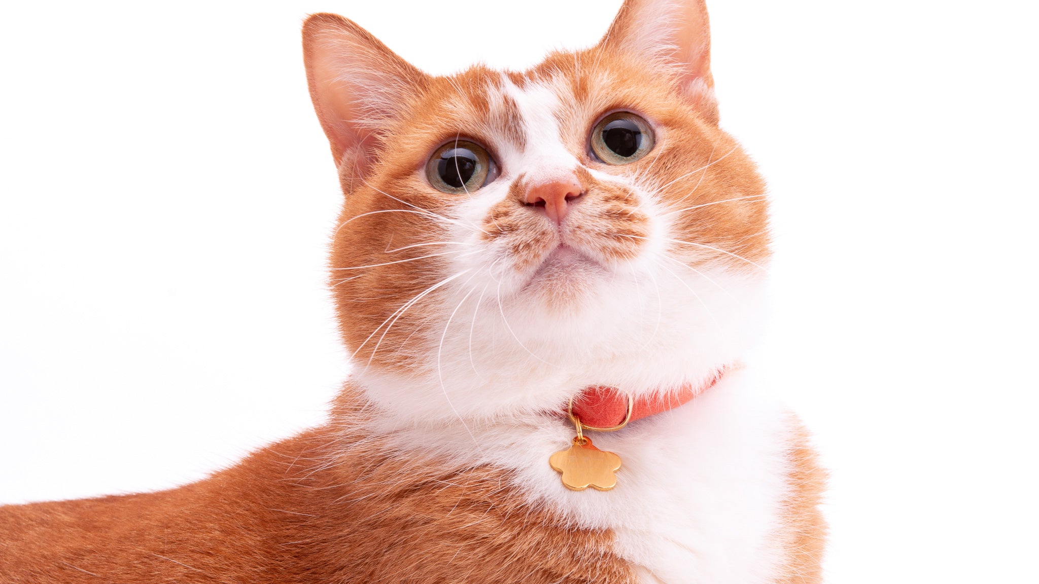 和風つまみ細工付き(ピンク①)わんちゃん猫ちゃん用襟つき首輪