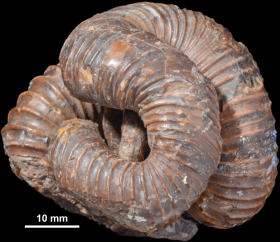 激レア】アンモナイト化石 異常巻き アンモナイト化石異常巻き