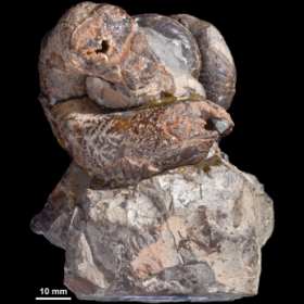 国産化石 異常巻 250809－3 国産化石 異常巻240916－3