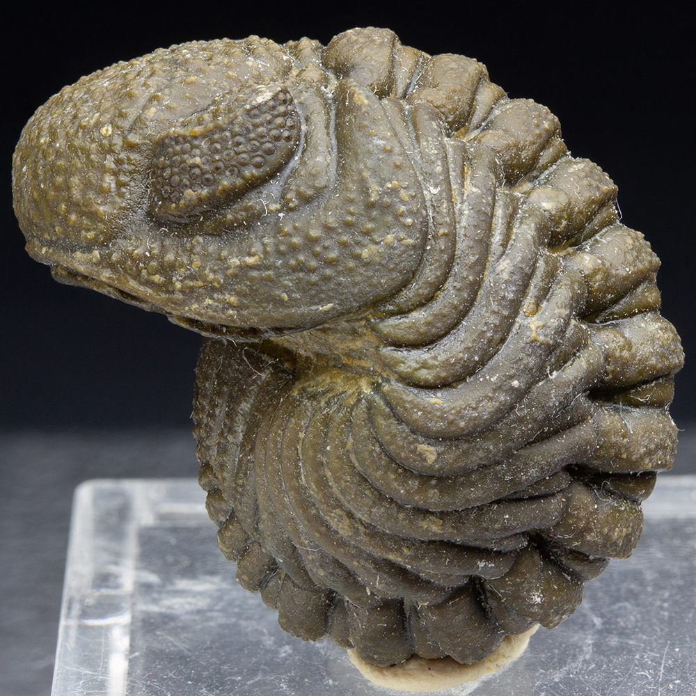 化石標本三葉虫モロコプスtorkozensis