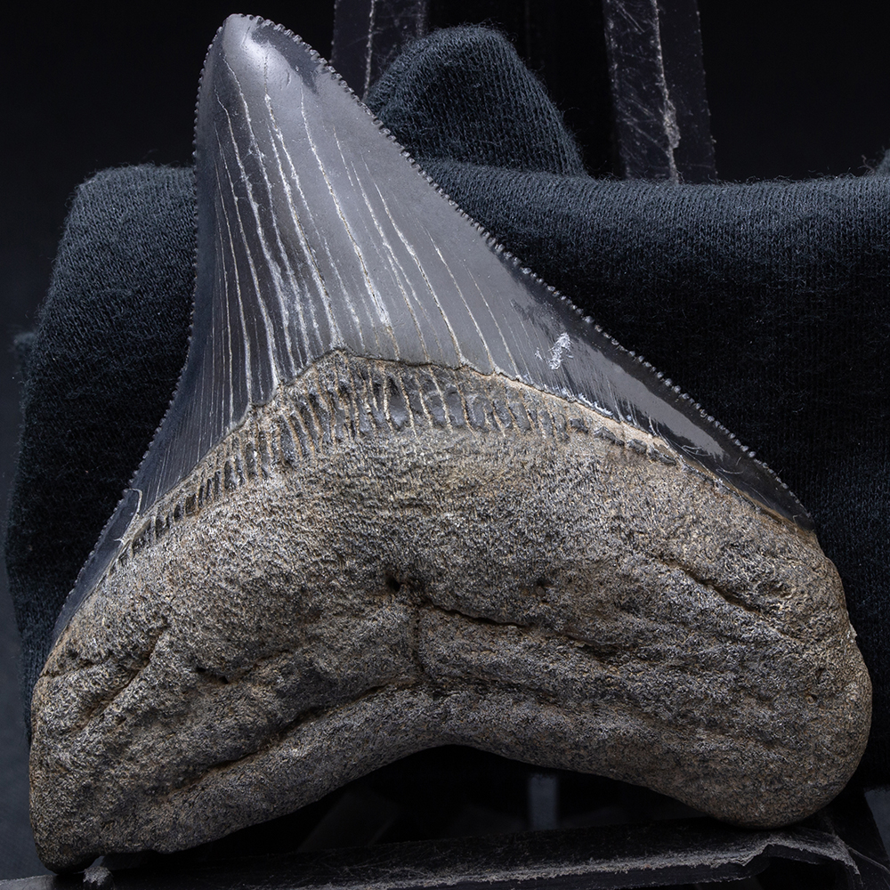 メガロドンの歯化石 【公式通販】