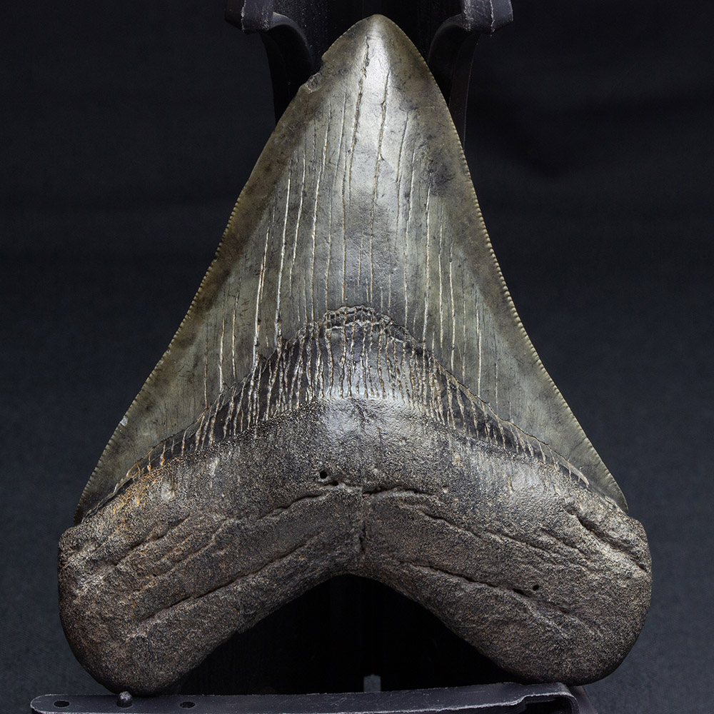 メガロドン 歯 化石 メガロドン歯化石