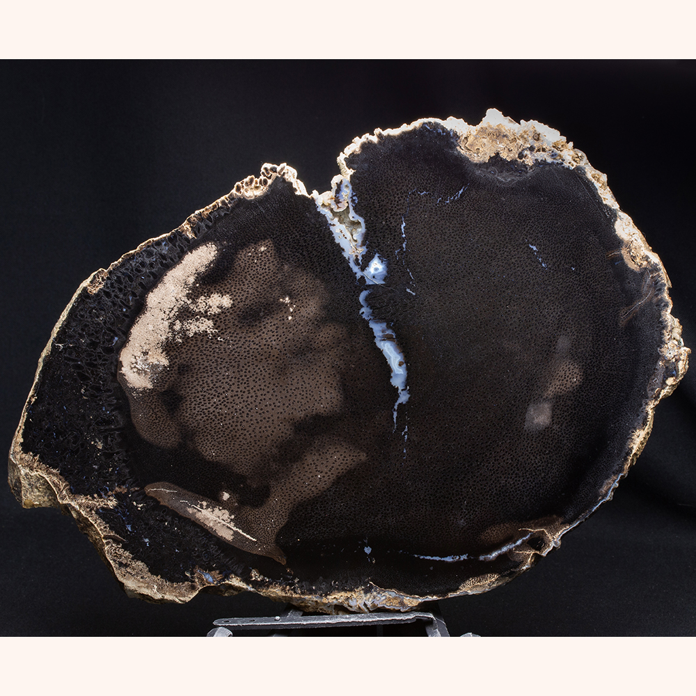 ヤシ001｜恐竜・化石グッズの専門店 ふぉっしる