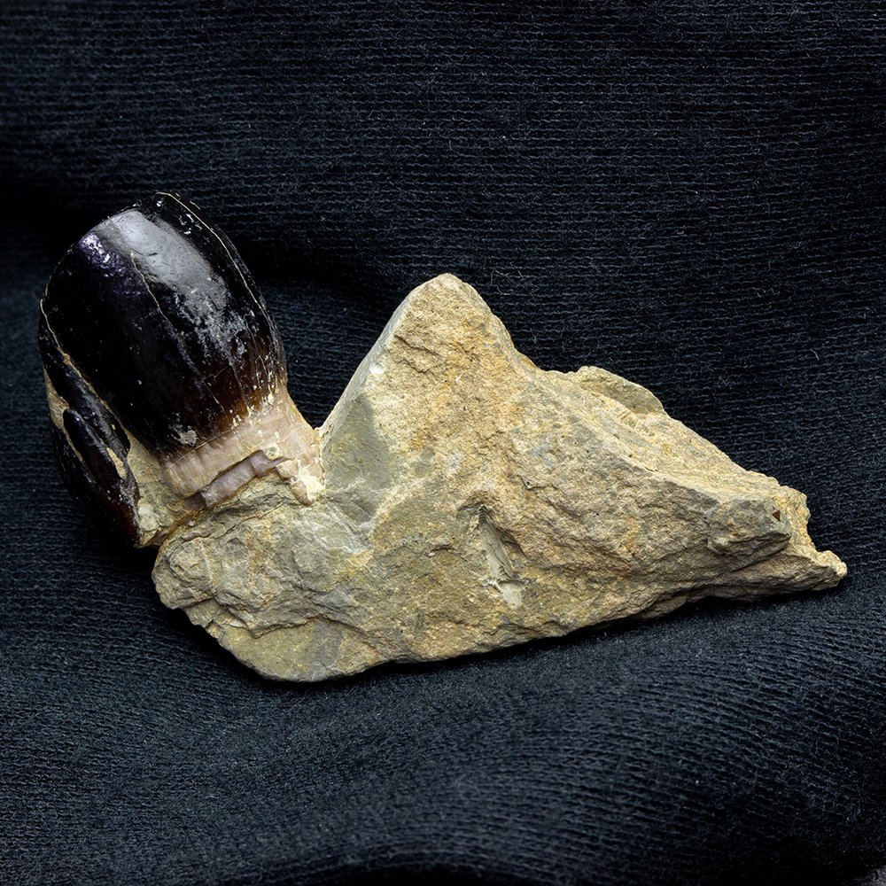 エンセオステウス placoderm fish 化石 おまけ付き 【公式通販】