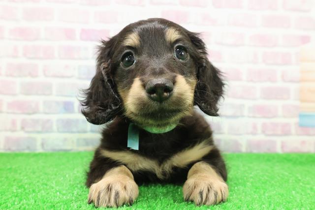 新潟県のミニチュアダックスフンド(ロング)の子犬を価格や特徴で探す