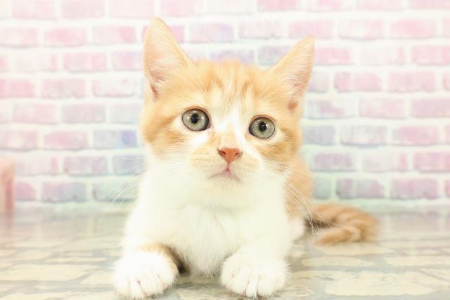 satopi、幅広シュシュ、スノーフレーク(ホワイト)わんちゃん猫ちゃん用