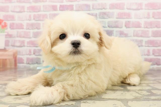 幅広(ホワイト①)ジューンブライドシュシュ、わんちゃん猫ちゃん用