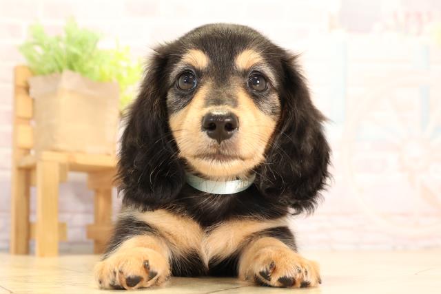 値下げ予定なし ハローキティ 世界 子犬のお散歩 ダックスフレンド