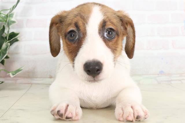 ジャックラッセルテリアの子犬一覧｜ペットショップCoo＆RIKU 【新品
