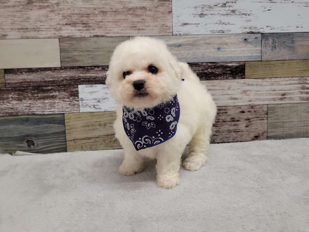 ビションフリーゼ「ri2015」「まろん&クレア」コラボ商品