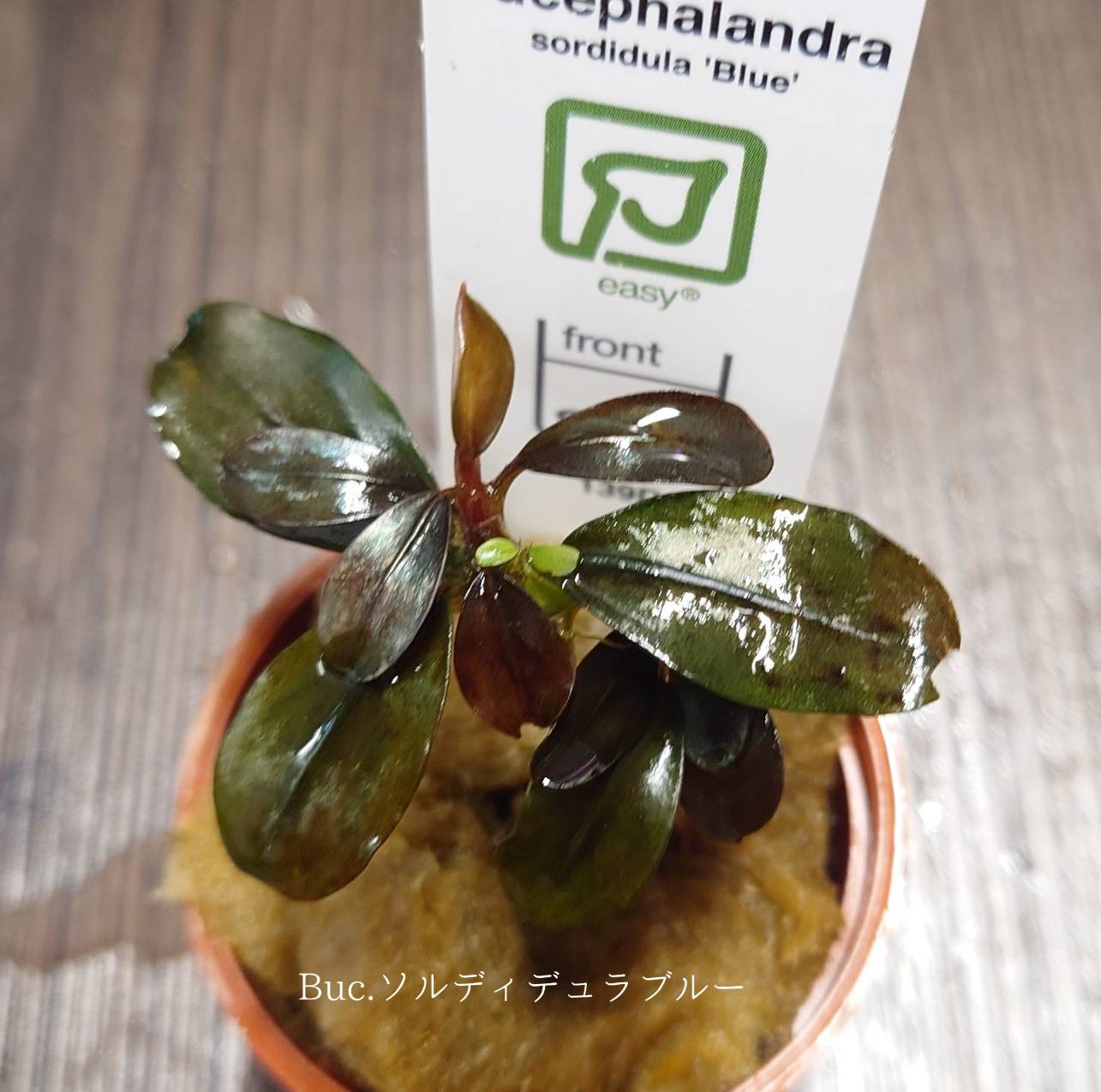 価格の安いブセファランドラ ソルディデュラブルーTR / アクア＆ペット