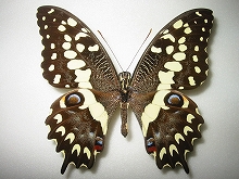 テングアゲハ！標本！2 テングアゲハ！標本！2 テングアゲハ！標本！2