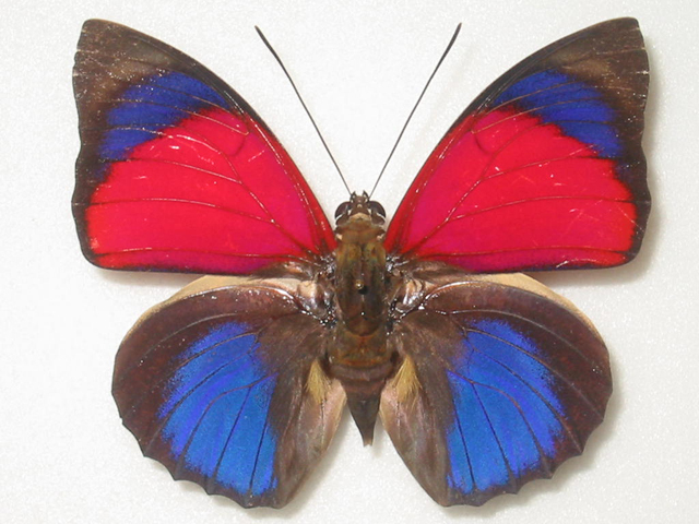 アグリアスクラウディナサルダナパルス♂ ミイロタテハ 蝶標本 甲虫