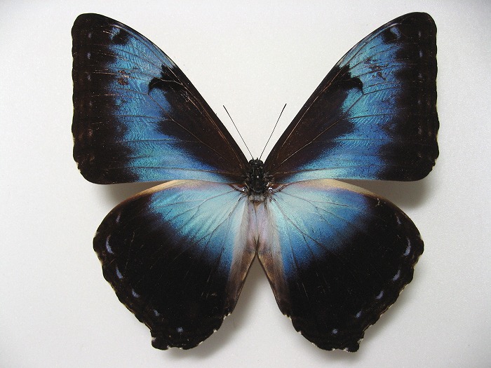 蝶標本】タイヨウモルフォ他 タイヨウモルフォ , タテハ蝶科標本 , 蝶