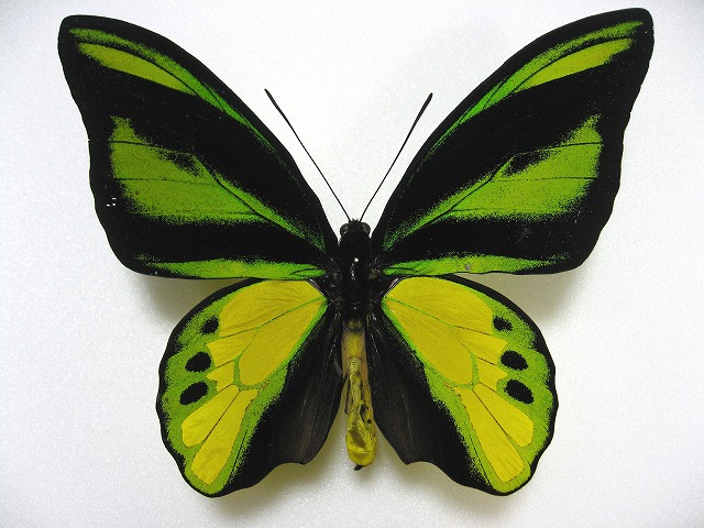 蝶標本 キマエラトリバネアゲハ ペア 蝶標本 キマエラトリバネアゲハ