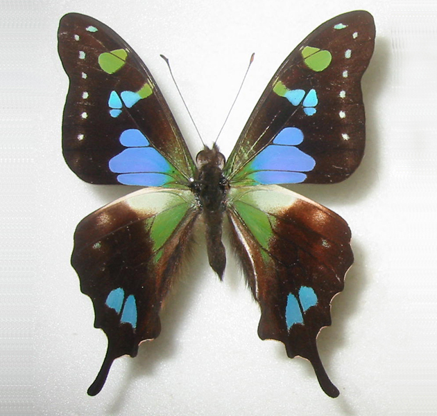 HiЯ∅様(木)まで専用 蝶の標本 ミイロタテハの世界(特AA) 蝶の