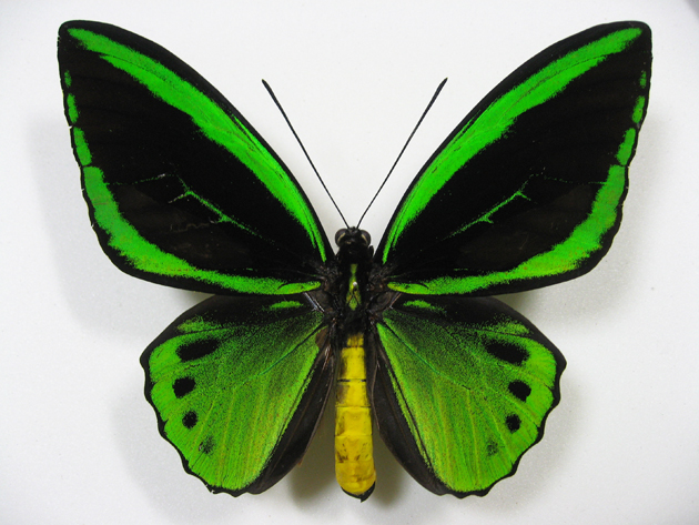 ユーフォリオン ミドリメガネトリバネアゲハ♂金紋発達型♀白化型 異常