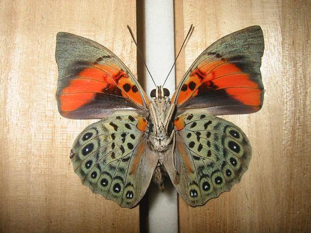 美品 ナルキッサスミイロタテハ A〜A-品 蝶標本 ブラジル オビドス 美