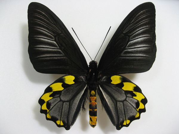 サビモンキシタ Troides hypolitus ～ 蝶の標本 麗蝶 ～