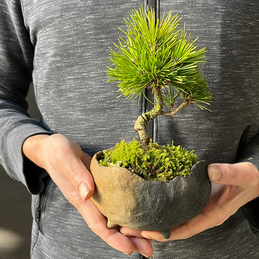 歌磨 盆栽鉢 歌磨 盆栽鉢 歌磨 盆栽鉢 商品一覧 | HINODEYA