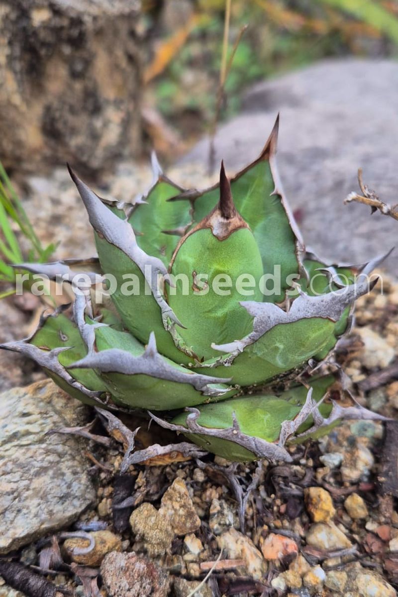 wzrt オズワートGecko Oteroi Satanic Agave owzrt オズワートGecko